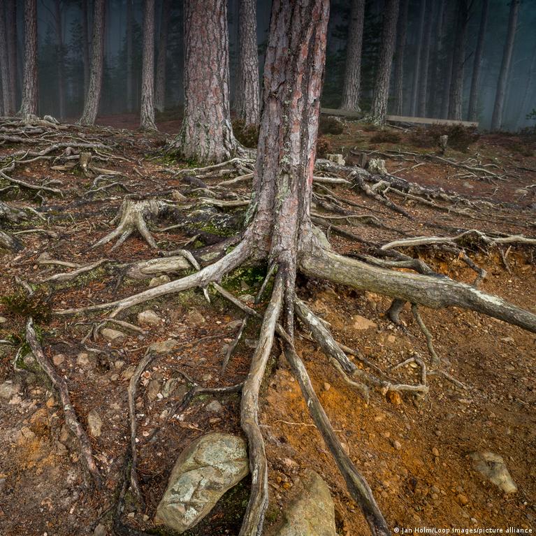 Vizual pentru frica de natură pe secureitsolutions.ro