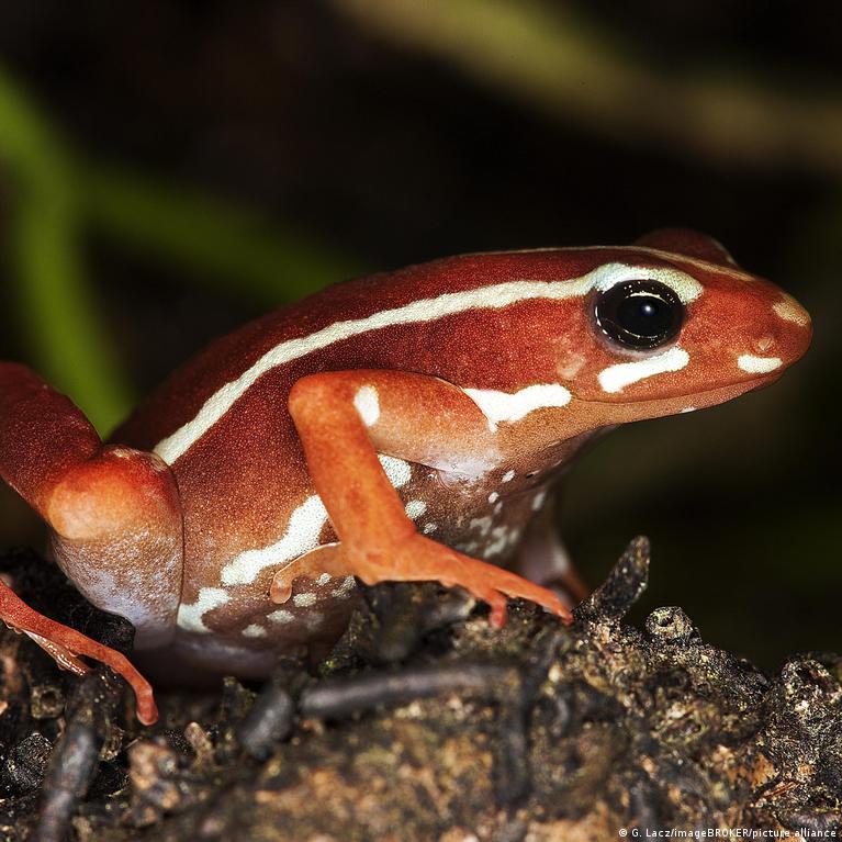 Foto reprezentând otravă Navalny epibatidină - Outsourcing IT Romania