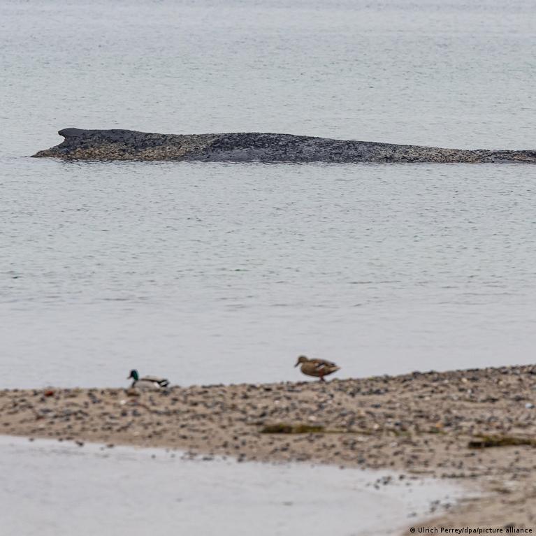 Imagine despre balenă blocată Germania - secureitsolutions.ro