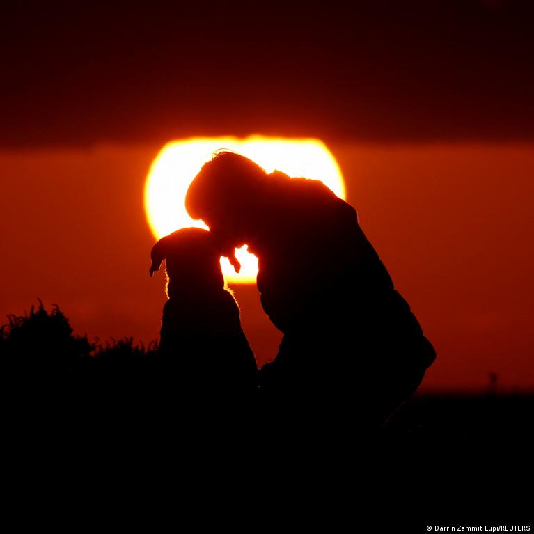 Imagine despre cel mai vechi câine - secureitsolutions.ro