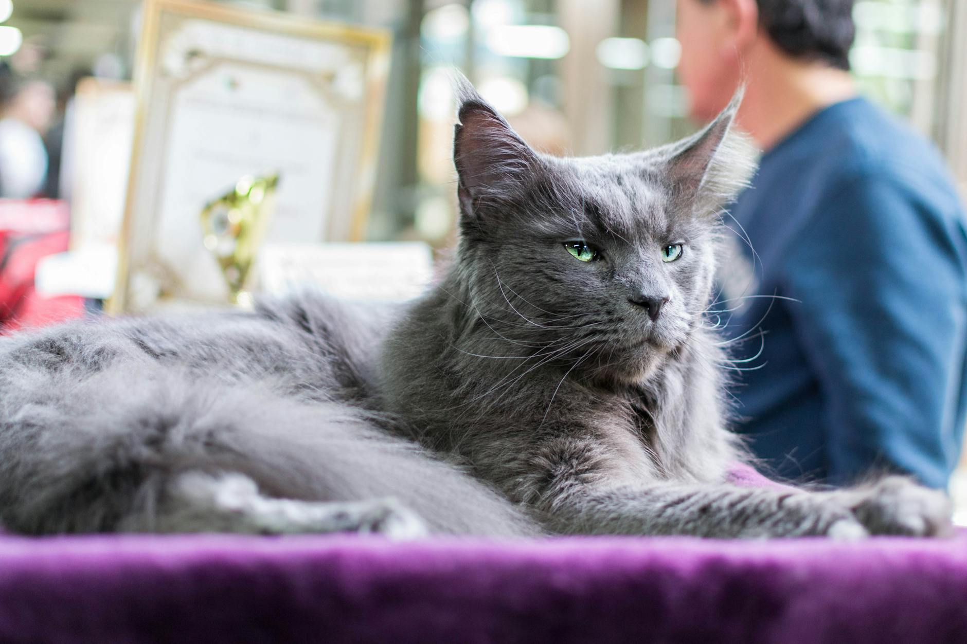 industria felină România