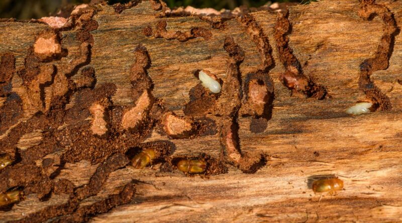 invazie insecte București economie